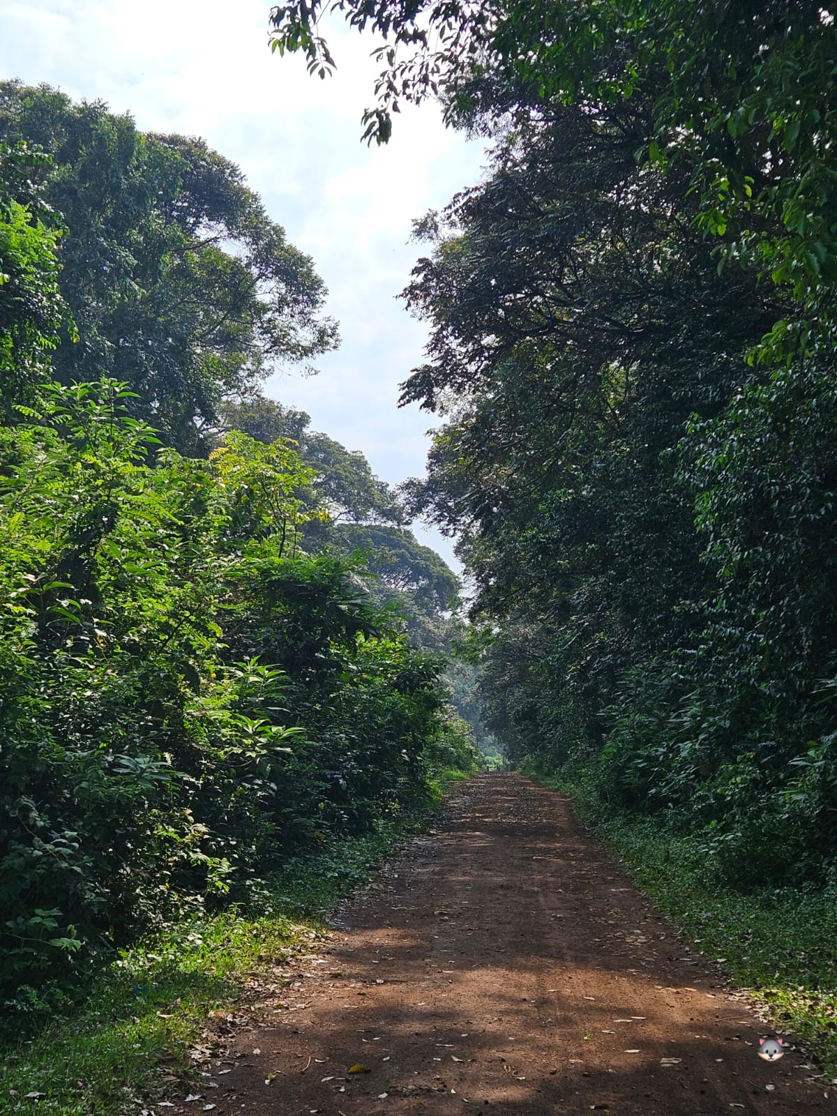 CAN YOU HEAR NATURE CRY: KAKAMEGA FOREST SPEAKS